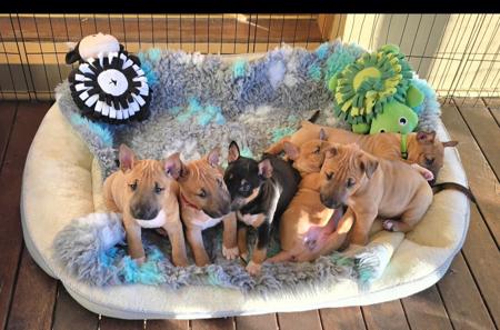 Bull Terrier (Miniature) puppy for sale by DEROYALE