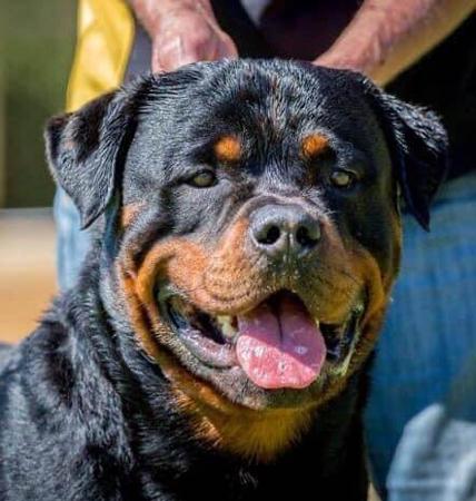 Rottweiler for sale by ROTTGEMS