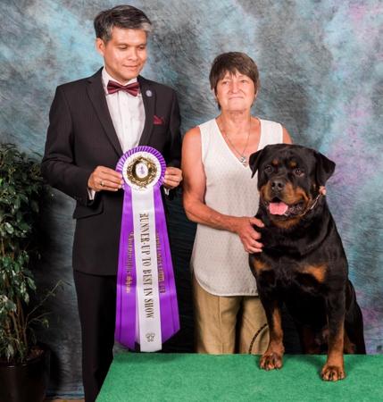 Rottweiler for sale by ROTTGEMS