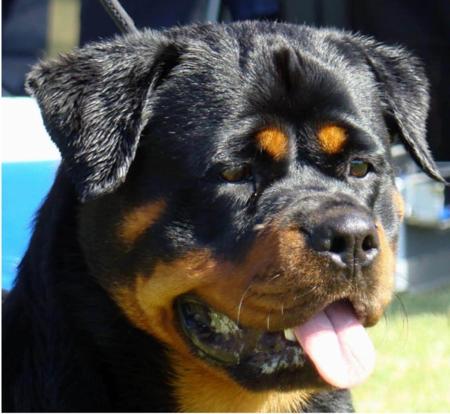 Rottweiler for sale by ROTTGEMS