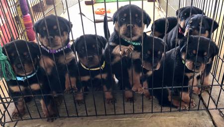 Rottweiler for sale by ROTTGEMS