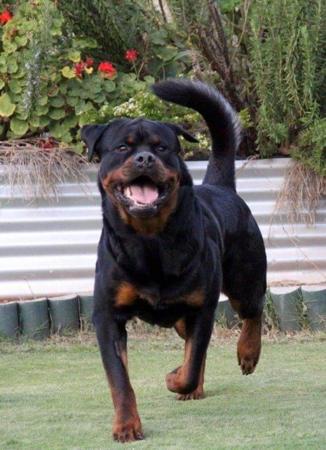 Rottweiler for sale by ROTTGEMS