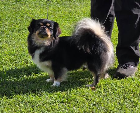 Tibetan Spaniel for sale by PALMSHELL