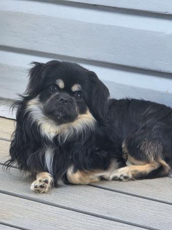 Tibetan Spaniel for sale by PALMSHELL