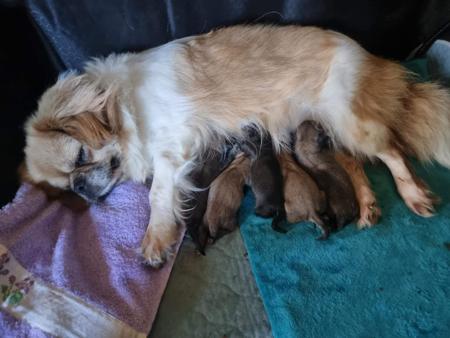 Tibetan Spaniel for sale by PALMSHELL