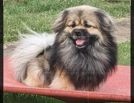 Tibetan Spaniel for sale by PALMSHELL