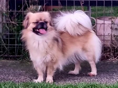 Tibetan Spaniel for sale by PALMSHELL