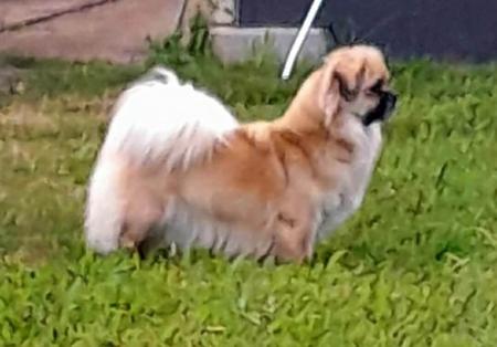 Tibetan Spaniel for sale by PALMSHELL