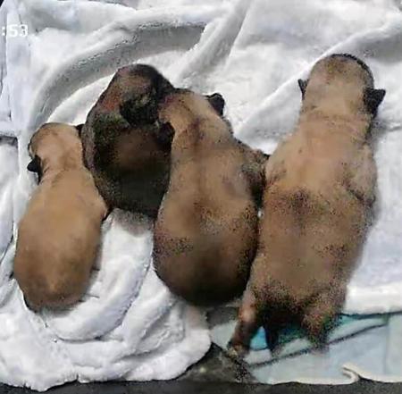 Tibetan Spaniel for sale by PALMSHELL