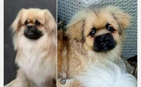 Tibetan Spaniel for sale by PALMSHELL