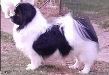 Tibetan Spaniel for sale by PALMSHELL
