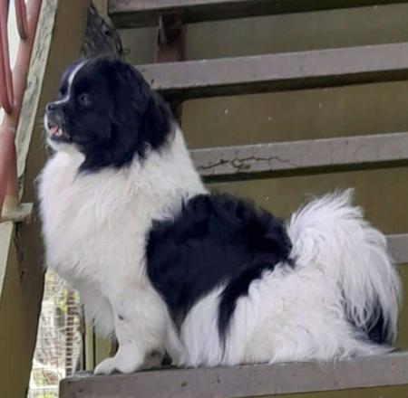 Tibetan Spaniel for sale by PALMSHELL
