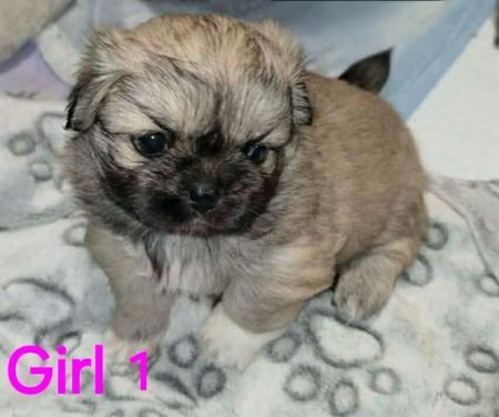 Tibetan Spaniel puppy for sale by PALMSHELL