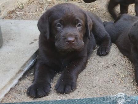 Labrador Retriever for sale by GOLDENGIRLS
