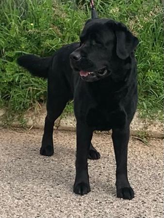 Labrador Retriever for sale by GOLDENGIRLS