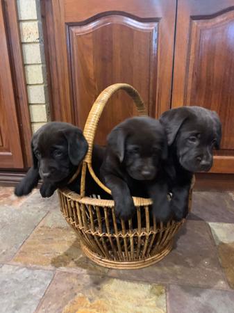 Labrador Retriever for sale by GOLDENGIRLS