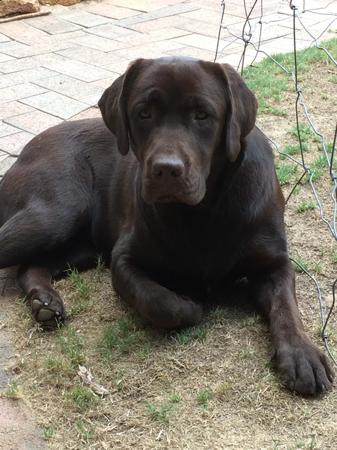 Labrador Retriever for sale by GOLDENGIRLS