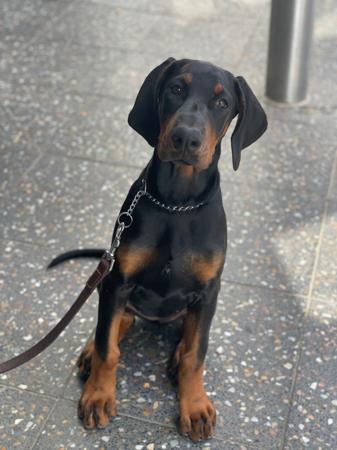 Dobermann for sale by MICHAELAKENNEDY