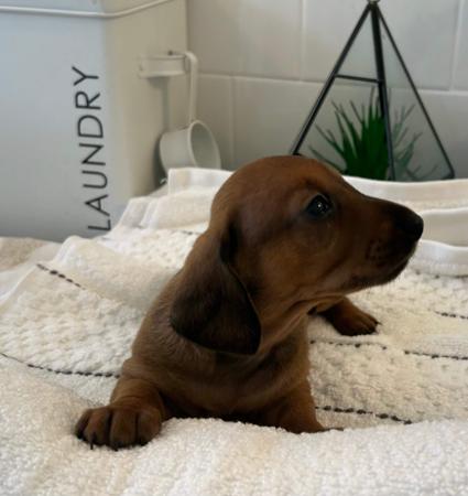 Dachshund (Miniature Smooth Haired) for sale by TALLYDAC