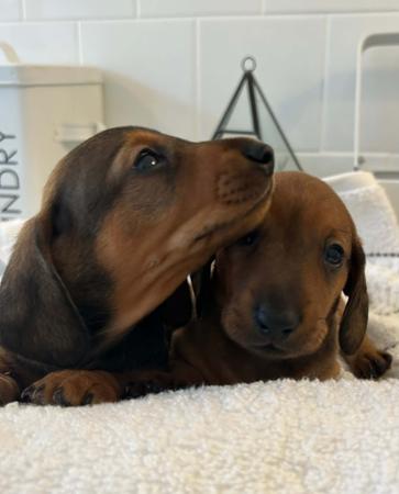 Dachshund (Miniature Smooth Haired) for sale by TALLYDAC