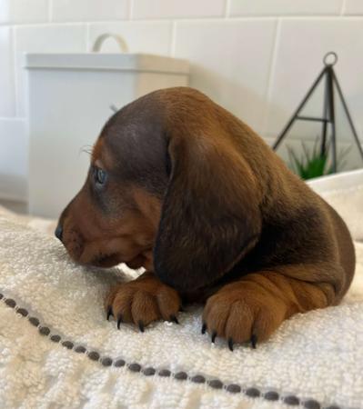 Dachshund (Miniature Smooth Haired) for sale by TALLYDAC