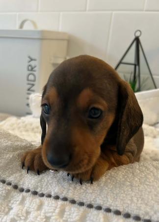 Dachshund (Miniature Smooth Haired) for sale by TALLYDAC