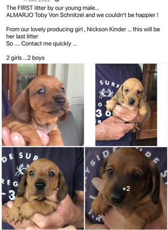 Dachshund (Miniature Smooth Haired) for sale by TALLYDAC