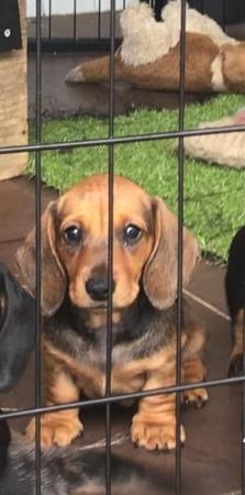 Dachshund (Miniature Smooth Haired) for sale by TALLYDAC