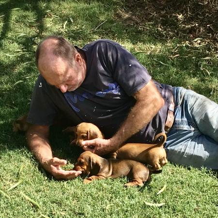 Dachshund (Miniature Smooth Haired) for sale by TALLYDAC