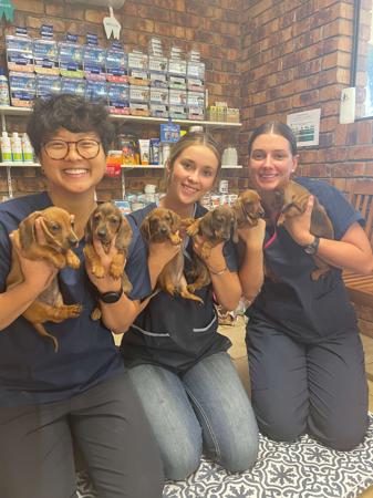 Dachshund (Miniature Smooth Haired) for sale by TALLYDAC