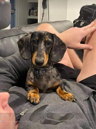 Dachshund (Miniature Smooth Haired) for sale by TALLYDAC