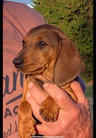 Dachshund (Miniature Smooth Haired) for sale by TALLYDAC