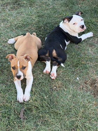 American Staffordshire Terrier puppy for sale by TAHLIA2708