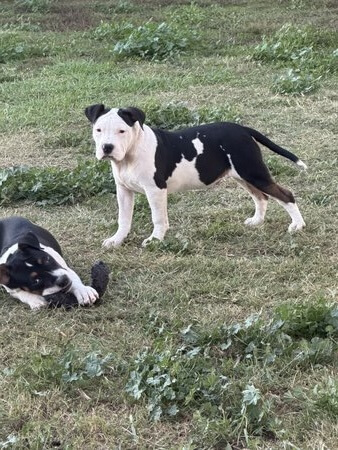 American Staffordshire Terrier puppy for sale by TAHLIA2708