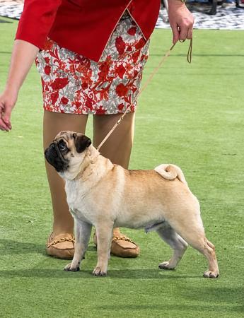 Raesay Reawaken by Birsay (AI) Pug