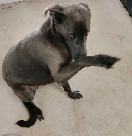 Peruvian Hairless Dog (Large) puppy for sale by XIOMA