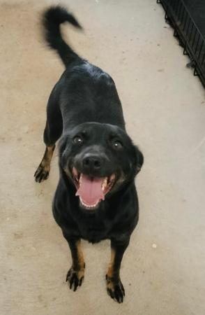 Peruvian Hairless Dog (Medium) puppy for sale by XIOMA