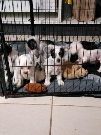 Chinese Crested Dog puppy for sale by XIOMA