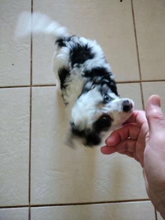 Chinese Crested Dog puppy for sale by XIOMA