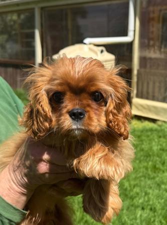 Cavalier King Charles Spaniel puppy for sale by MATMOR