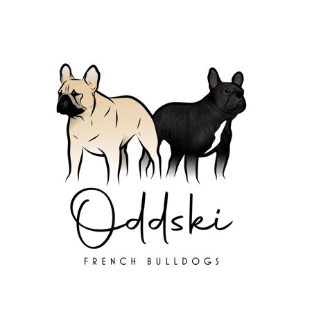 French Bulldog for sale by ODDSKI