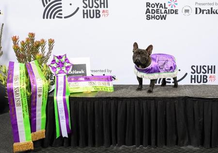 French Bulldog for sale by ODDSKI