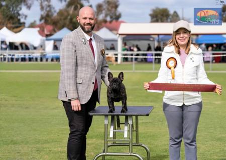 French Bulldog for sale by ODDSKI