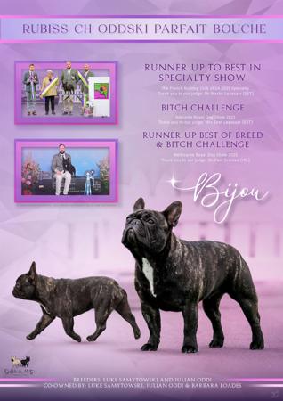 French Bulldog for sale by ODDSKI
