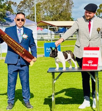 French Bulldog for sale by ODDSKI