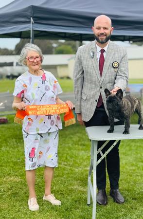 French Bulldog for sale by ODDSKI