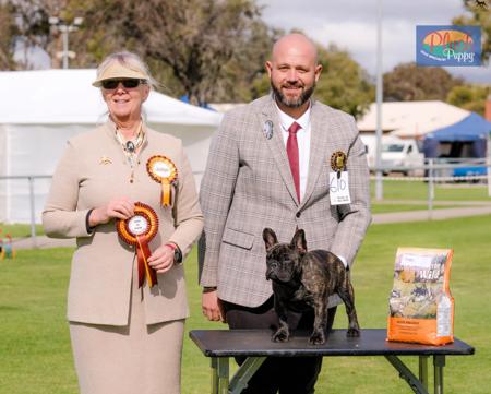 French Bulldog for sale by ODDSKI