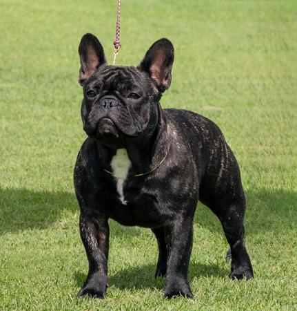 French Bulldog for sale by ODDSKI