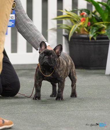 French Bulldog for sale by ODDSKI