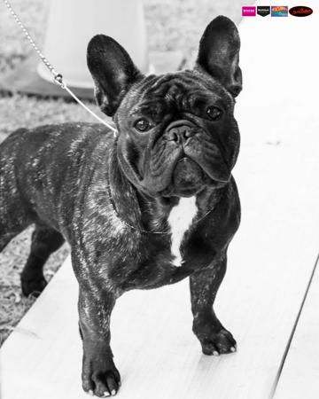 French Bulldog for sale by ODDSKI